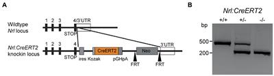 Nrl:CreERT2 mouse model to induce mosaic gene expression in rod photoreceptors